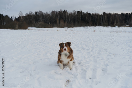 Concept of pet having fun in nature. Brown Australian shepherd sitting in winter snow park. Creative portrait full length dog at wide angle. Aussie red tricolor.