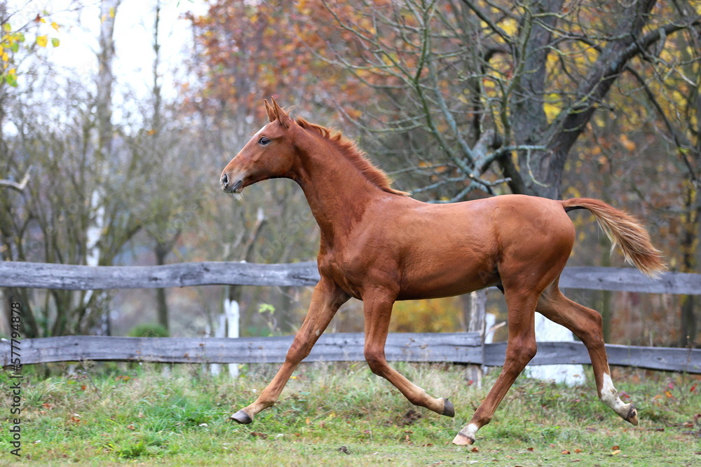 beautiful chestnut colt trotting against the background of autumn colorful trees beautiful chestnut colt trotting against the background of autumn colorful trees