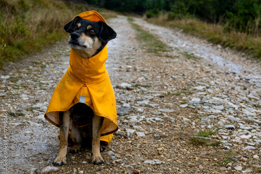 Dirty black dog in the wood. Dog in a yellow raincoat in the forest