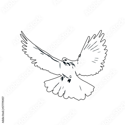 Black and white sketch of a dove with transparent background