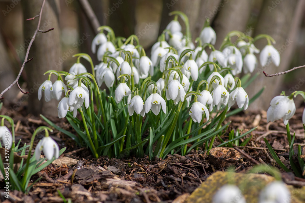 Fototapeta premium Galanthus nivalis flowering plants, bright white common snowdrop in bloom in sunlight