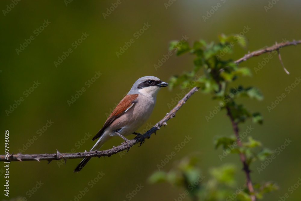 Fototapeta premium bird looking around in woodland, Red-backed Shrike, Lanius collurio