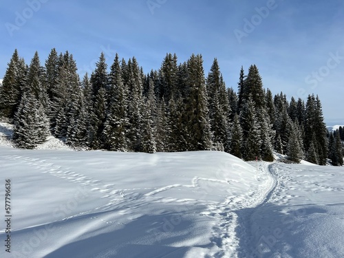 Wonderful winter hiking trails and traces in the fresh alpine snow cover of the Swiss Alps and over the tourist resort of Arosa - Canton of Grisons  Switzerland  Schweiz 