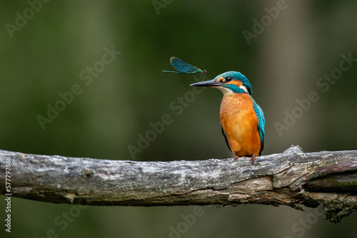 Beautiful little The common kingfisher (Alcedo atthis). A dragonfly sitting on the beak of a kingfisher. Curious photo. The banded demoiselle (Calopteryx splendens)