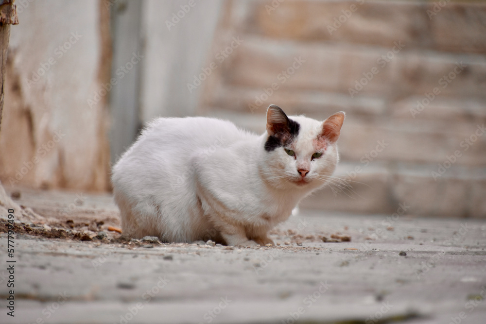 White Cat with Black Spot on Right Ear in Tunis Medina White Cat with Black Spot on Right Ear in Tunis Medina
