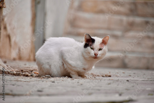 Fototapeta Naklejka Na Ścianę i Meble -  White Cat with Black Spot on Right Ear in Tunis Medina