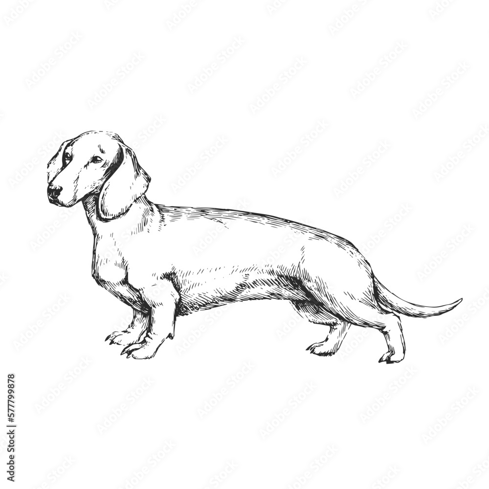 Vector hand-drawn illustration of Dachshund in engraving style. Sketch with cute pet isolated on white. Dog breed.