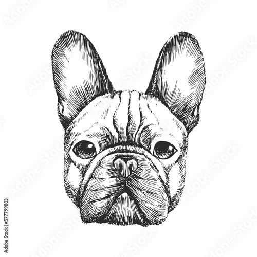 Vector hand-drawn portrait of French Bulldog in engraving style. Sketch illustration with dog head isolated on white. Cute pet face.