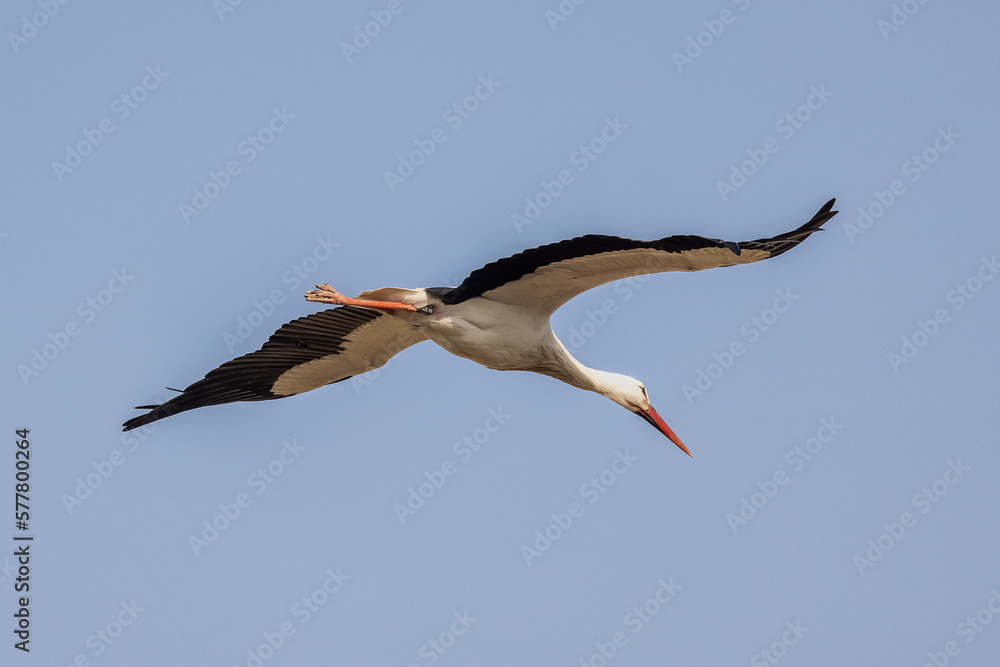 Obraz premium Stork in flight in a blue sky in Provence, France