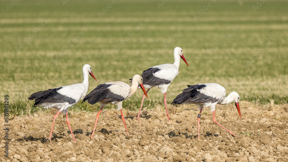 Fototapeta premium Storks looking for food in a meadow in Provence, France