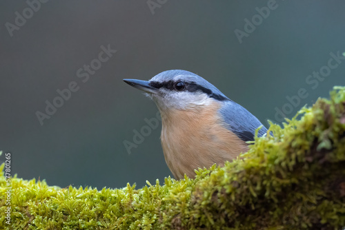 Eurasian nuthatch bird Sitta europaea perched on tree trunk covered in moss