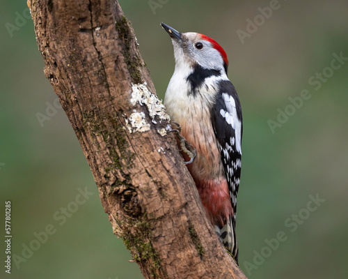 Middle spotted woodpecker bird Dendrocopos medius