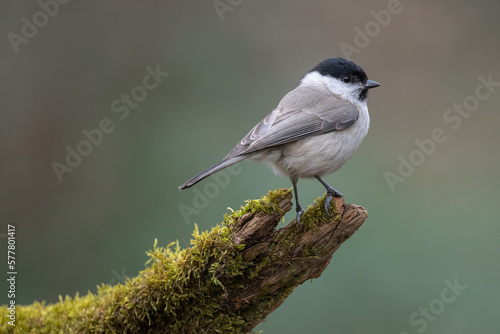 Marsh tit bird Poecile palustris perched on tree stump