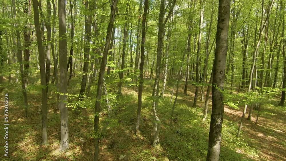 AERIAL, FPV DRONE: Close flight between beech trunks with spring green leaves. Springtime awakening of forest vegetation. Spring-grown foliage of deciduous trees and undergrowth in the lush woods. AERIAL, FPV DRONE: Close flight between beech trunks with spring green leaves. Springtime awakening of forest vegetation. Spring-grown foliage of deciduous trees and undergrowth in the lush woods.