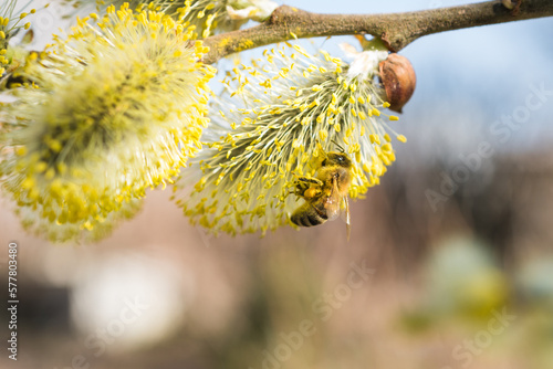 bee on a willow catkin