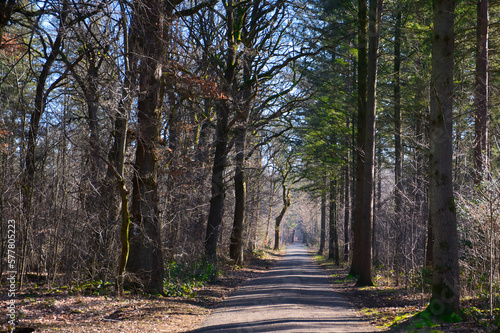 forest path in spring with blue sky, view of the forest in the early morning