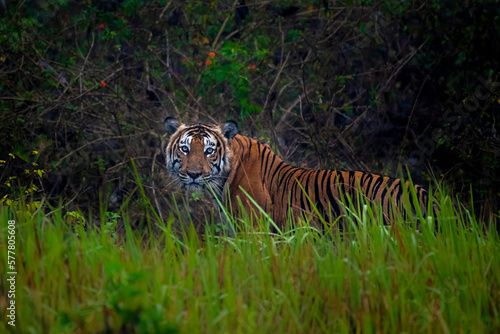 tiger in the wild photo