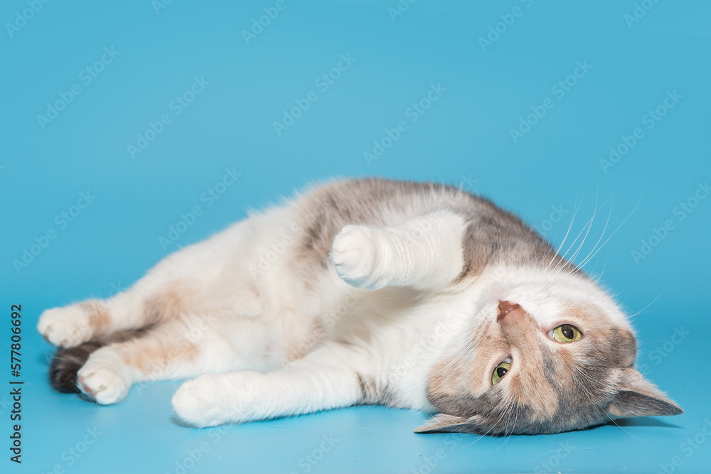 Tricolor cat playing lying down