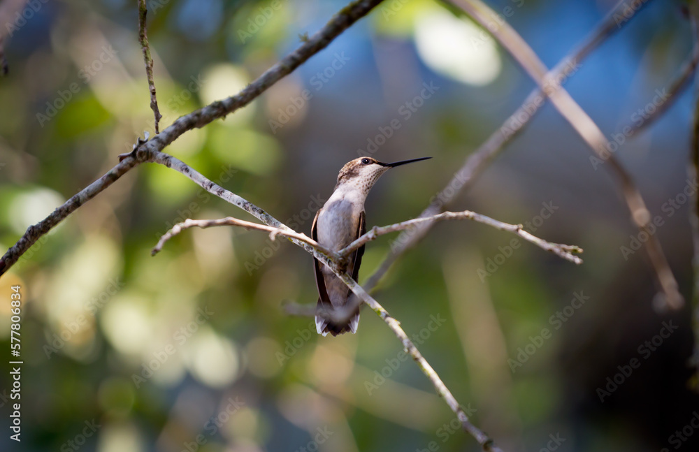 Hummingbird