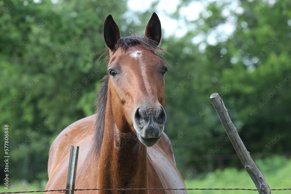 Fototapeta premium Horse