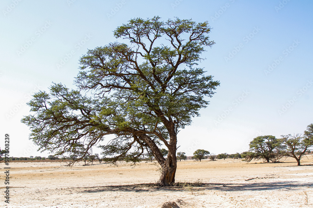 Majestic Tree of  Kgalagadi transfrontier park in dry land, South Africa