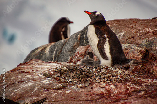 Pleneau Island photo