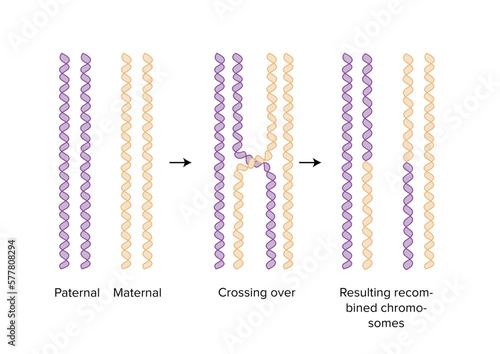 maternal and paternal chromosomes biology photo