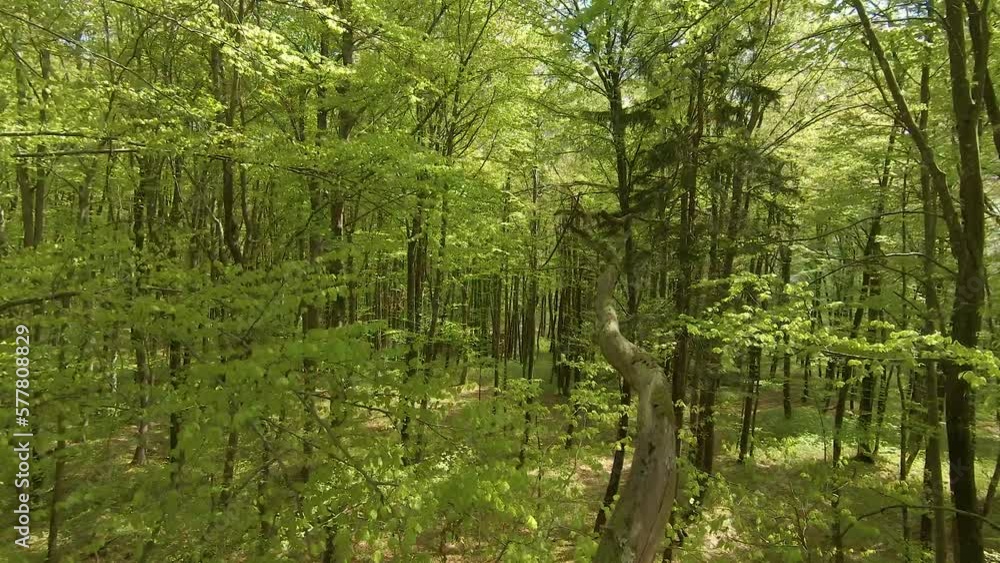 AERIAL, FPV DRONE: Spring canopies of young beech trees full of green foliage. Forest vegetation awakening in springtime. Spring-grown foliage of deciduous trees and undergrowth in the lush woods. AERIAL, FPV DRONE: Spring canopies of young beech trees full of green foliage. Forest vegetation awakening in springtime. Spring-grown foliage of deciduous trees and undergrowth in the lush woods.