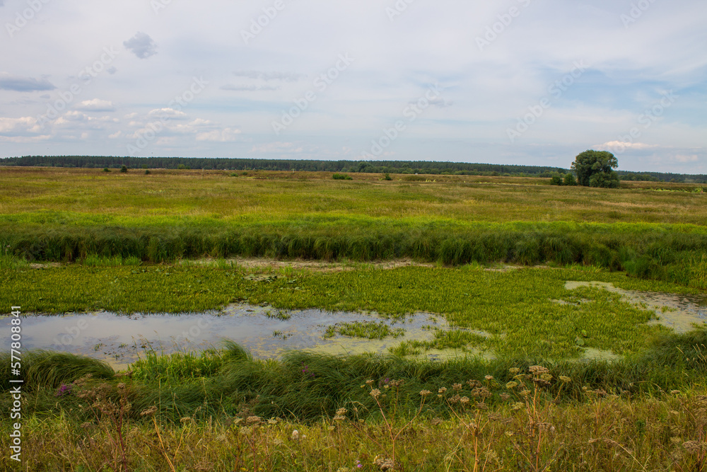 A beautiful pastoral landscape - a tree with lush foliage on the shore of a swamp among meadows with green grass to the horizon and a cloudy sky on a sunny summer day A beautiful pastoral landscape - a tree with lush foliage on the shore of a swamp among meadows with green grass to the horizon and a cloudy sky on a sunny summer day