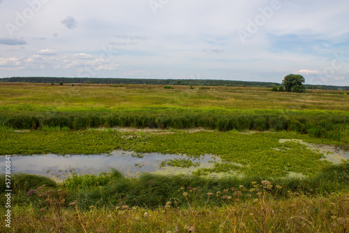 A beautiful pastoral landscape - a tree with lush foliage on the shore of a swamp among meadows with green grass to the horizon and a cloudy sky on a sunny summer day