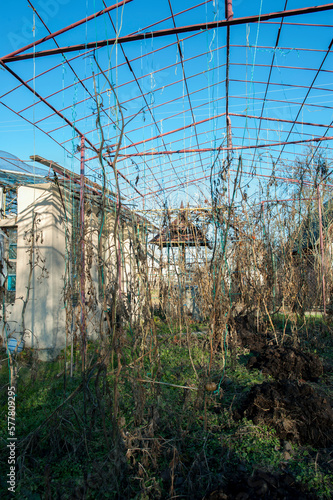 Soil preparation in the greenhouse. Application of humus  compost for the future harvest. Clean production.