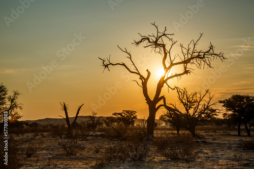 Sunrise misty scenery with dead trees in Kgalagadi transfrontier park, South Africa