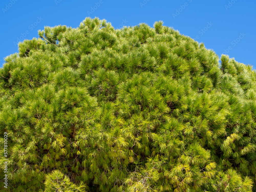 Lush branches of southern pine, Lebanese cedar with many long green needles Lush branches of southern pine, Lebanese cedar with many long green needles