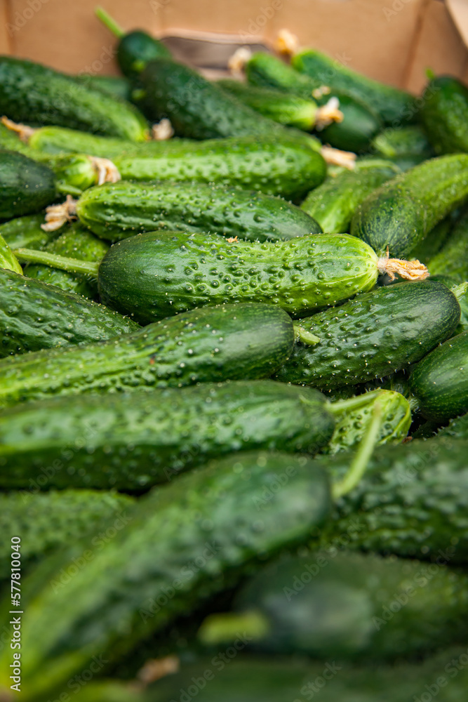 Fresh green cucumber closeup. Low depth-of-field photo. Fresh green cucumber closeup. Low depth-of-field photo.