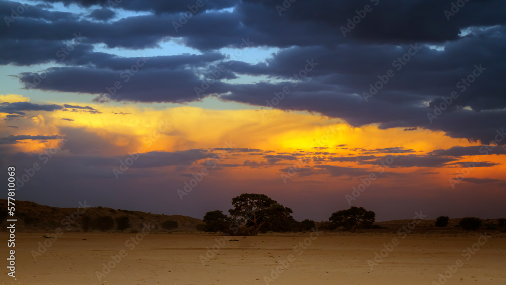 Sunset with cloud in desert of Kgalagadi transfrontier park, South Africa; specie family of