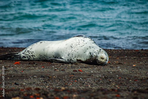 Leopard seal