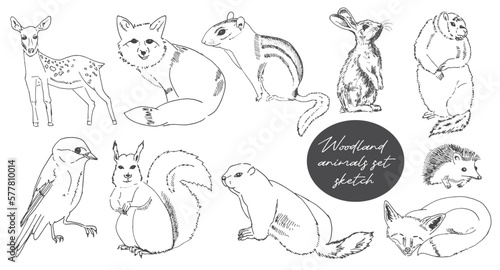 Woodland Animals Forest Traditional Doodle Icons Sketch Hand Made Design Vector