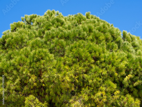 Lush branches of southern pine, Lebanese cedar with many long green needles