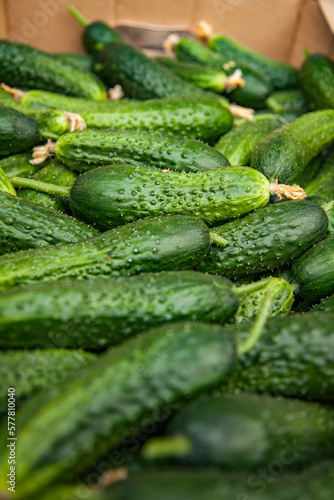 Fresh green cucumber closeup. Low depth-of-field photo.