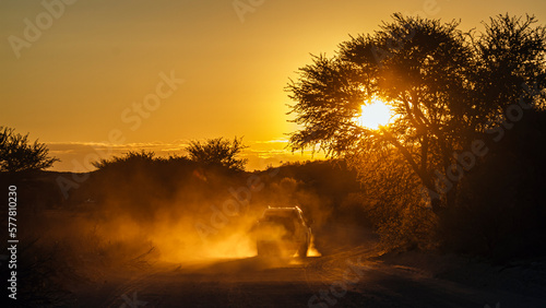 Tableau sur toile Sunset scenery with dust of car safari in Kgalagadi transfrontier park, South Af