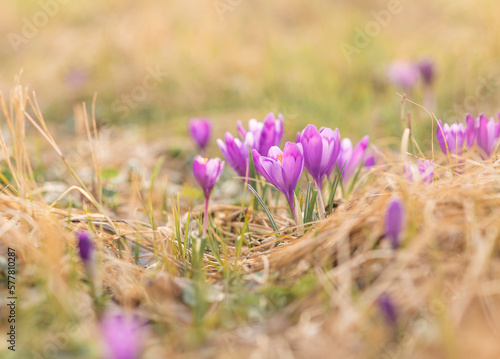 Wild spring crocus on a beautiful spring light