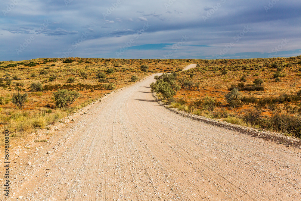 Safari gravel road in scrubland scenery in Kgalagadi transfrontier park, South Africa