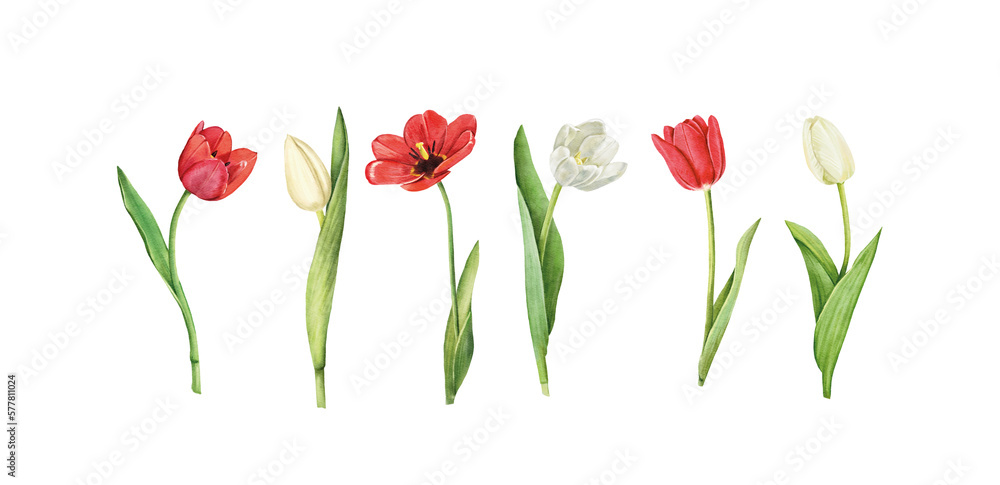 Obraz premium Set of tulips isolated on white background. Watercolor floral botanical illustration.