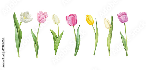 Set of tulips isolated on white background. Watercolor floral botanical illustration.