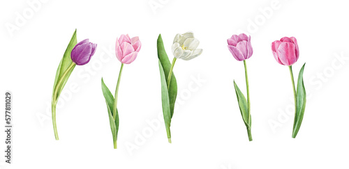 Set of tulips isolated on white background. Watercolor floral botanical illustration. © Мария