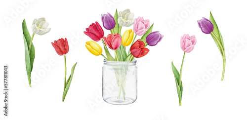 Set of tulips isolated on white background. Watercolor floral botanical illustration.