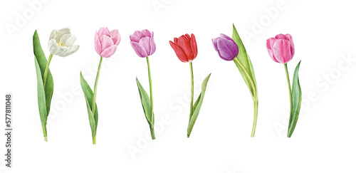 Set of tulips isolated on white background. Watercolor floral botanical illustration.
