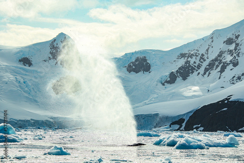 Fototapeta Naklejka Na Ścianę i Meble -  Whale in antartica