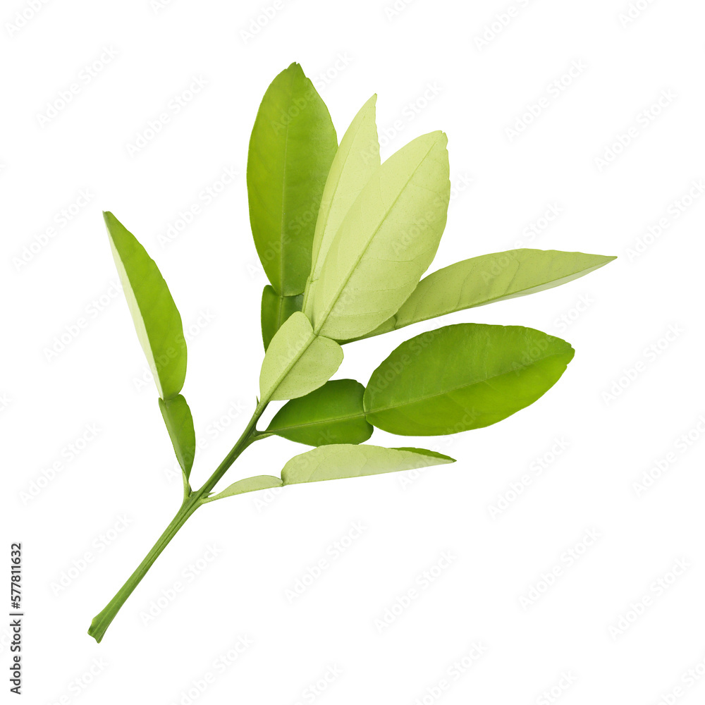 Obraz premium Fresh green lemon leaves isolated on transparent background 