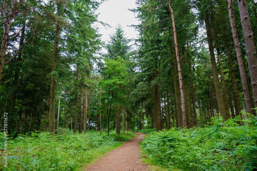 Obraz premium Looking down a footpath in between woodland 
